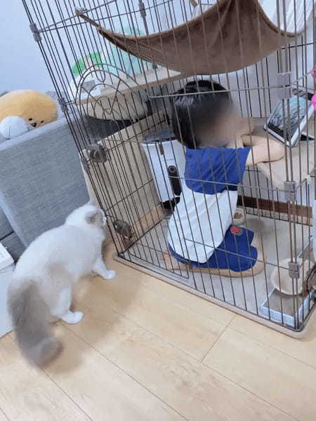 ボクの場所を取られちゃった……子どもにケージを占拠され途方にくれる猫