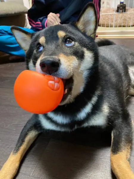 水を口に含んでご覧ください……白目をむく柴犬の表情に爆笑