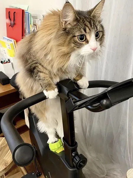 飼い主の代わりにダイエット？フィットネスバイクにハマってしまった猫さん