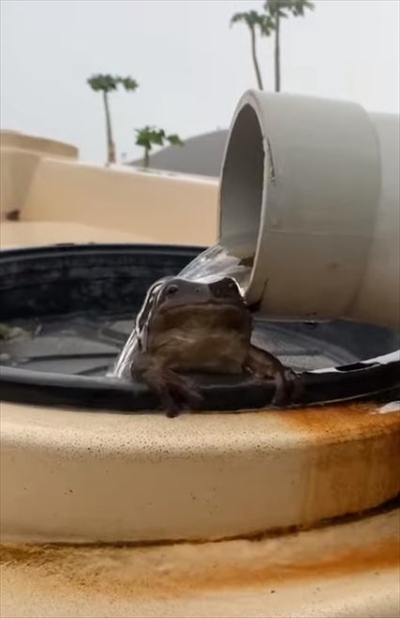 「気持ちいいからおいでよ～」水浴びをしているカエルの手招きするような仕草が面白い（笑）