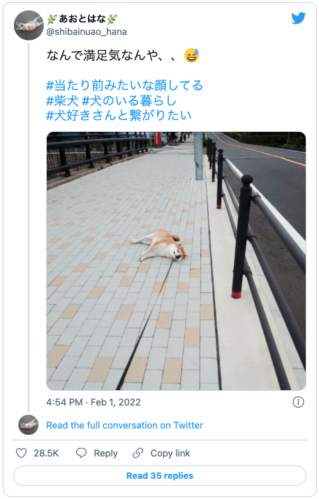 散歩に満足した犬VS飼い主の攻防　歩いている途中でゴロンと寝転び満足アピール