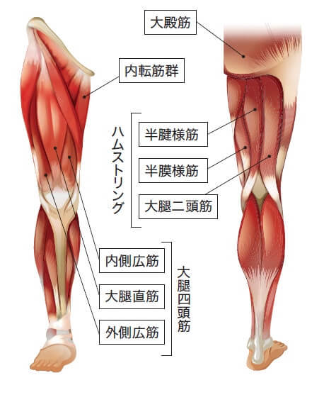 脚の筋肉をしっかり鍛えるには？筋肉の構造から知るために世界王者が解説