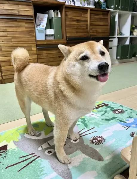 「おいしかったぁ～」　食後に舌をペロッと出す柴犬が可愛すぎる