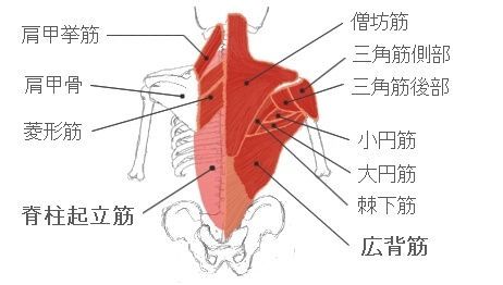 【徹底解説】懸垂（チンニング）のコツ！逆三角形のぶ厚い上半身を作る秘訣。