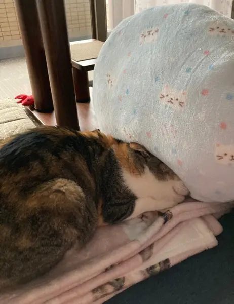 頭をクッションにめり込ませて眠る猫　飼い主も心配するレベル