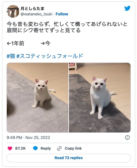 「構ってほしいニャ」眉間にシワを寄せて飼い主を見つめる姿を一年前と比較