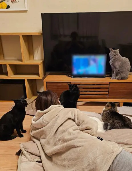 小さいテレビを見ながら髪の毛を食べられる……猫と飼い主の日常が情報量多すぎ