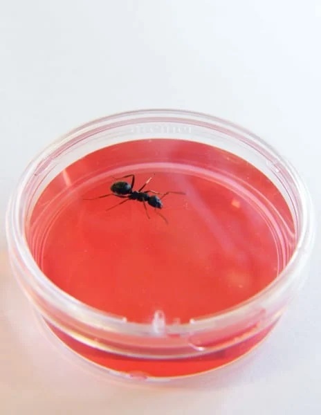 アリの嗅覚に「がん細胞」を嗅ぎ分ける能力があると判明！