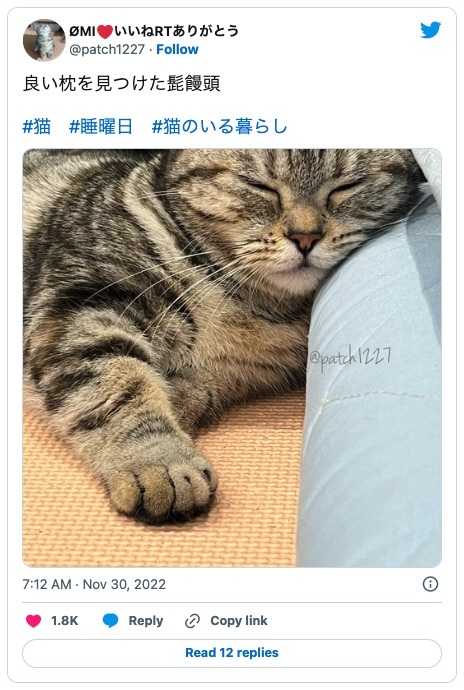 ジャストフィットニャ！　心地よい「枕」を見つけた途端に眠りにつく猫さん