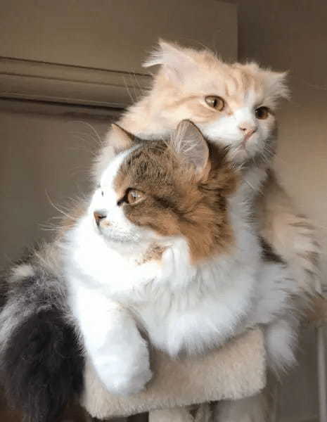 やればできるはずニャ! 意地でも箱に収まろうとする愛猫奮闘記