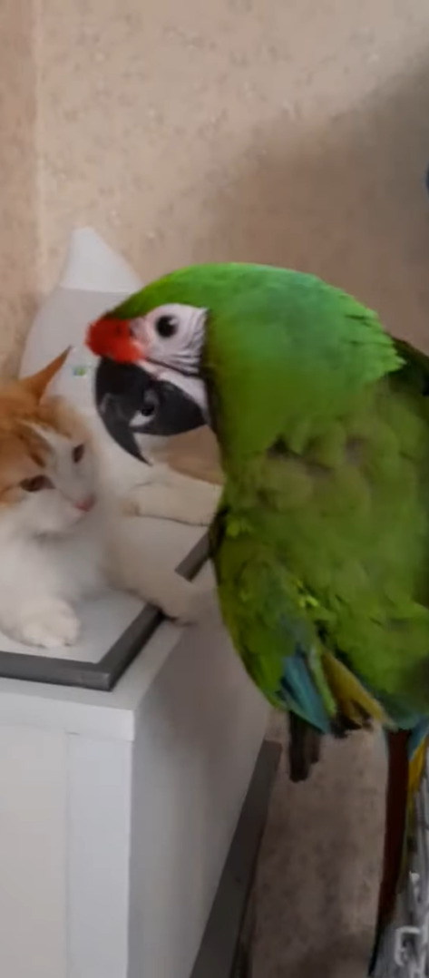 猫とコンゴウインコは親友の仲！？特にコンゴウインコは猫の耳をツンツンするのがお気に入りみたいです【海外・動画】