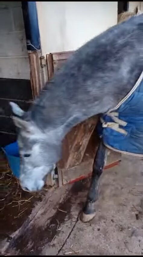 器用に馬房の開錠を試みる馬。実は「あるもの」を狙った犯行でした!【海外・動画】