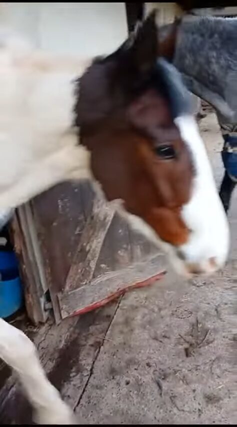 器用に馬房の開錠を試みる馬。実は「あるもの」を狙った犯行でした!【海外・動画】