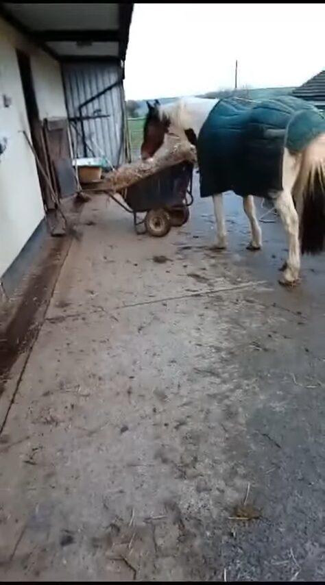 器用に馬房の開錠を試みる馬。実は「あるもの」を狙った犯行でした!【海外・動画】