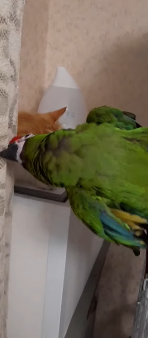 猫とコンゴウインコは親友の仲！？特にコンゴウインコは猫の耳をツンツンするのがお気に入りみたいです【海外・動画】