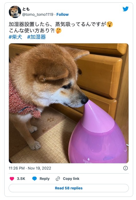 飼い主もビックリ　加湿器で鼻の乾燥対策をする柴犬