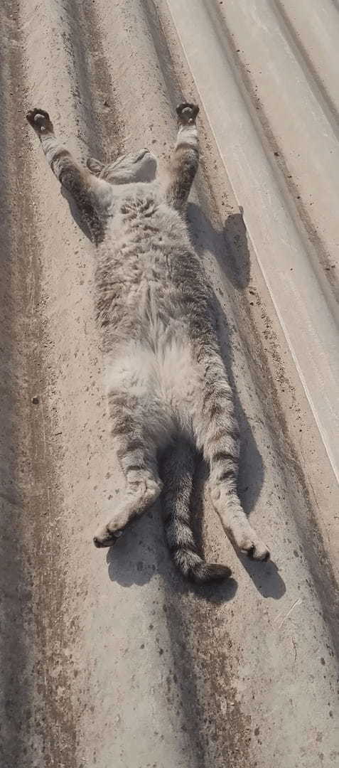 屋根の上でお昼寝をしている猫。ポカポカの陽気で気持ちいいのか、ヘソ天で眠るこの子はすっかりリラックスしているみたいです