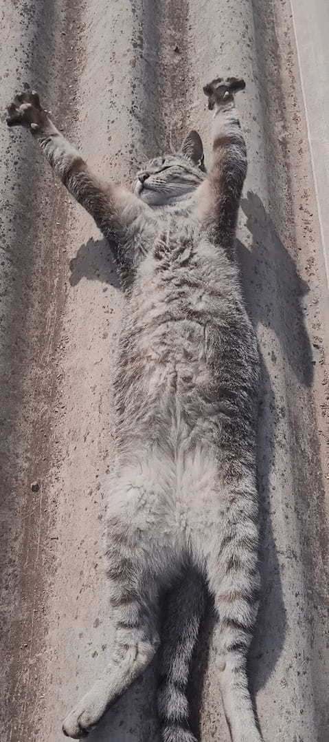 屋根の上でお昼寝をしている猫。ポカポカの陽気で気持ちいいのか、ヘソ天で眠るこの子はすっかりリラックスしているみたいです