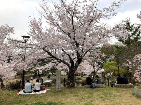 京都の桜の名所13選！開花時期や夜間のライトアップスポットも紹介