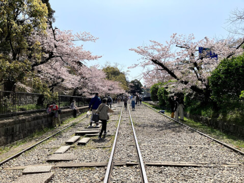 京都の桜の名所13選!開花時期や夜間のライトアップスポットも紹介