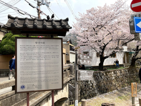 京都の桜の名所13選！開花時期や夜間のライトアップスポットも紹介