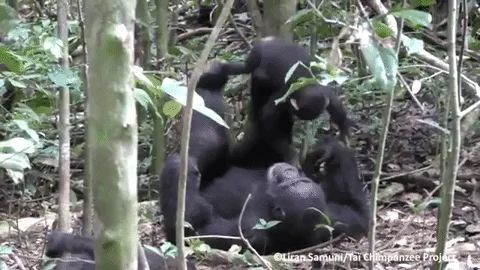 【動画】飛行機ごっこ！？人間の親子と同じように遊ぶチンパンジーの親子が微笑ましい♪