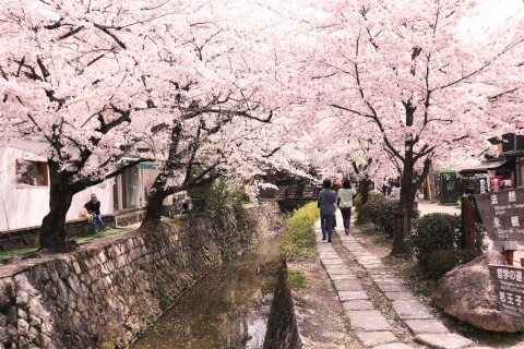 京都の桜の名所13選!開花時期や夜間のライトアップスポットも紹介