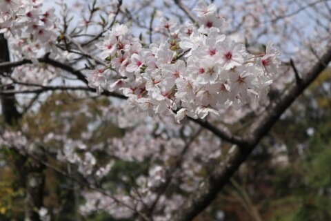 京都の桜の名所13選!開花時期や夜間のライトアップスポットも紹介