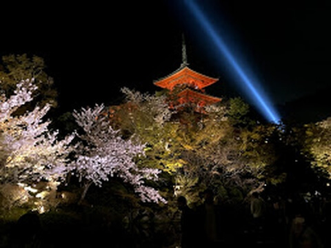京都の桜の名所13選!開花時期や夜間のライトアップスポットも紹介