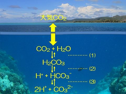 海の酸性化が「コンブ」で止まるかもしれない