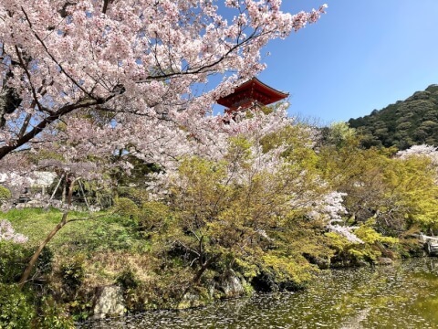 京都の桜の名所13選!開花時期や夜間のライトアップスポットも紹介