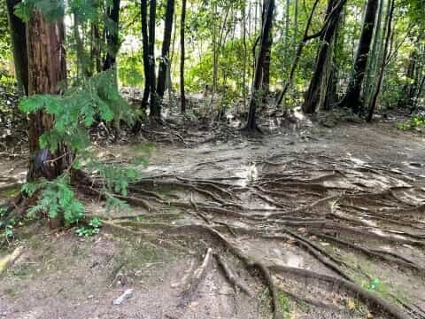 日本最古の神社建築「宇治上神社」の見どころを徹底解説！御朱印や御守も紹介