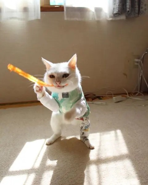 あちょー！秘技猫拳にゃ！かわいすぎる武術にノックアウト寸前