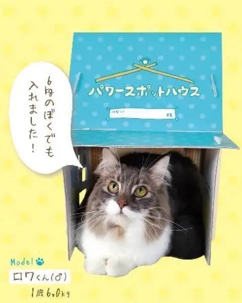 外箱にも個包装にもニャンコがいっぱい「マカダミアニャッツBOX」発売