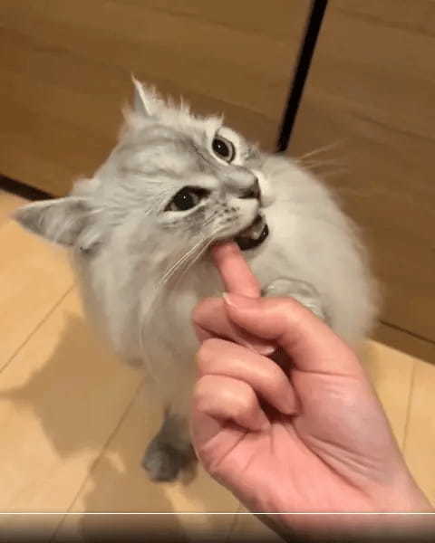 猫が指をカミカミ　かわいい甘噛みのはずが……「これは食われてるよ」