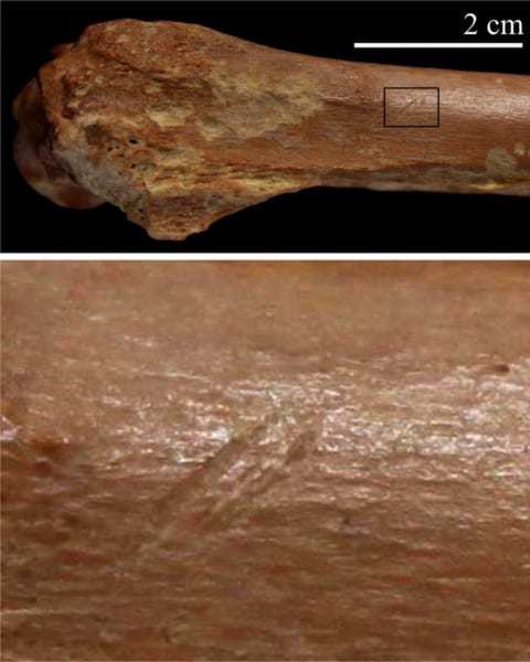 人類史を塗り替えるかもしれない石器がアルジェリアで発見される！ 人類は誕生後すぐに世界中に散らばった可能性