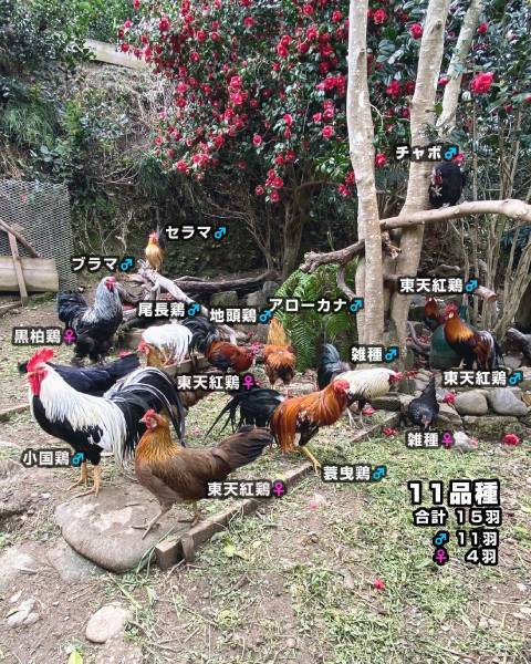 色鮮やかな鶏が大集合！「伊藤若冲の群鶏図風な集合写真」