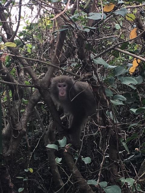 屋久島って、冬に行ったら何があるの...?そんな方のために、実際に行ってきました!