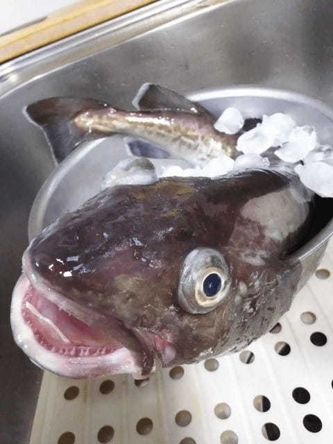 【読めたらスゴイ!】「大口魚」ってどんな魚?「小口魚」もあるの?この漢字、あなたは読めますか?