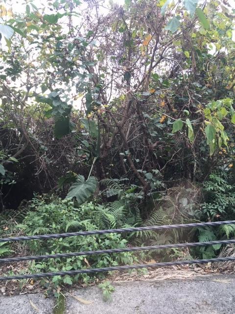 屋久島って、冬に行ったら何があるの...?そんな方のために、実際に行ってきました!