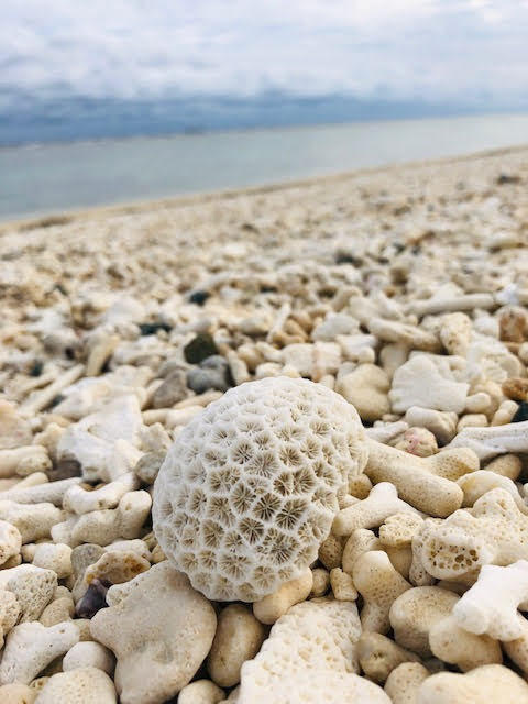 浜歩きのすすめ　徳之島の喜念浜ビーチで漂着物を見つけよう♪