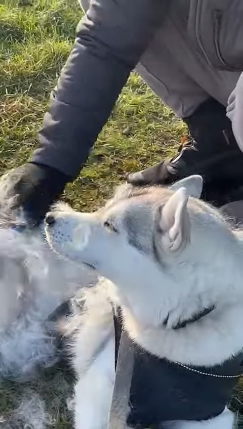 まるで羊みたい！？ハスキー犬をブラッシングしたら冬毛が出るわ出るわ・・とんでもない量です！！