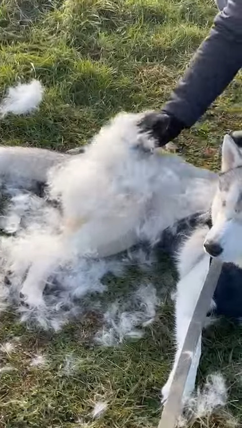 まるで羊みたい！？ハスキー犬をブラッシングしたら冬毛が出るわ出るわ・・とんでもない量です！！