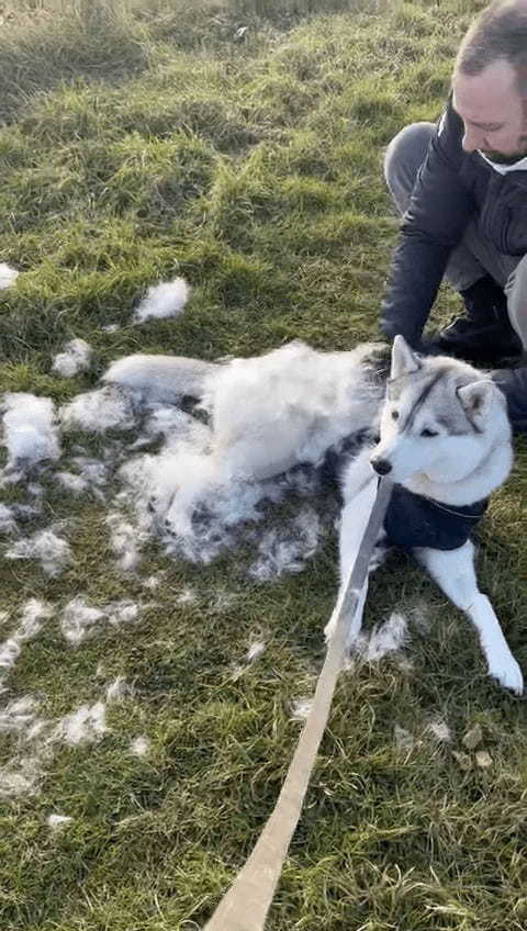 まるで羊みたい！？ハスキー犬をブラッシングしたら冬毛が出るわ出るわ・・とんでもない量です！！