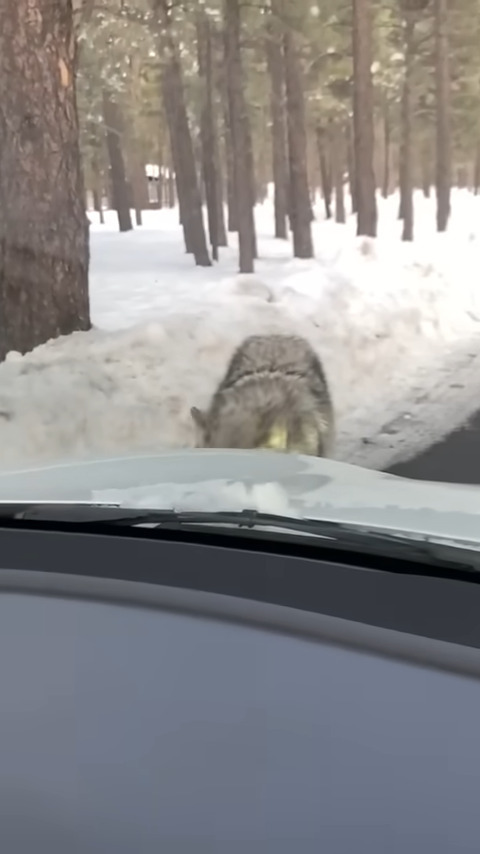 雪も積もる山道を車でドライブしていたら・・、『ある野生動物』が接近して来ましたよ！！【アメリカ・動画】