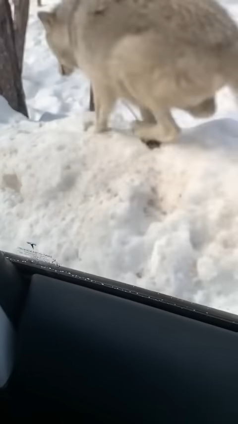 雪も積もる山道を車でドライブしていたら・・、『ある野生動物』が接近して来ましたよ！！【アメリカ・動画】