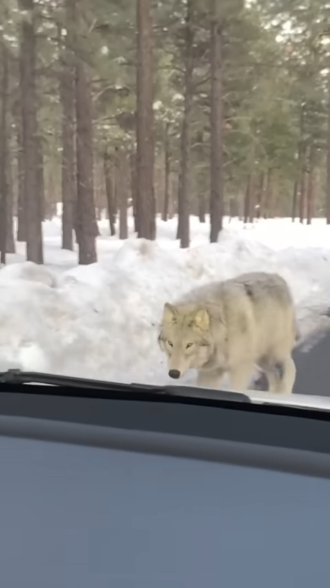 雪も積もる山道を車でドライブしていたら・・、『ある野生動物』が接近して来ましたよ！！【アメリカ・動画】