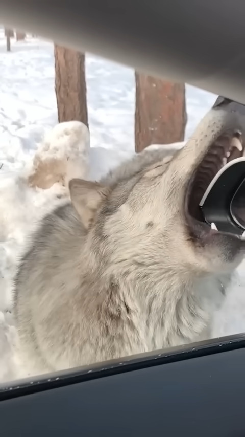 雪も積もる山道を車でドライブしていたら・・、『ある野生動物』が接近して来ましたよ！！【アメリカ・動画】