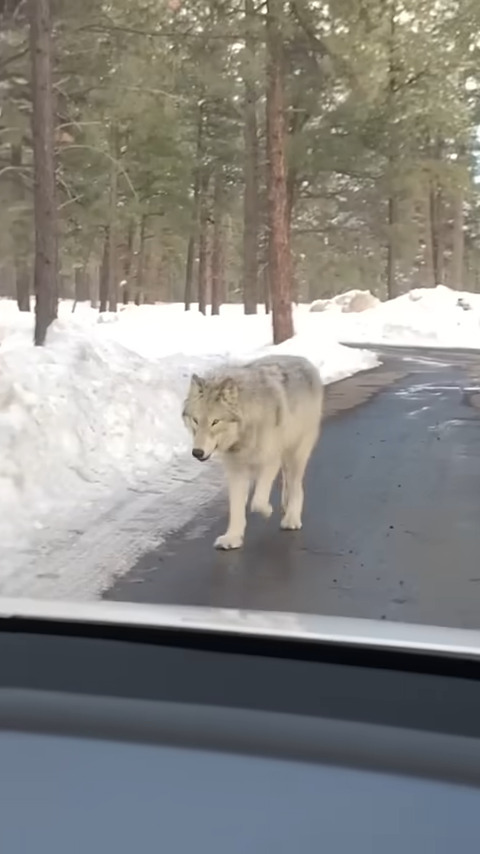 雪も積もる山道を車でドライブしていたら・・、『ある野生動物』が接近して来ましたよ！！【アメリカ・動画】