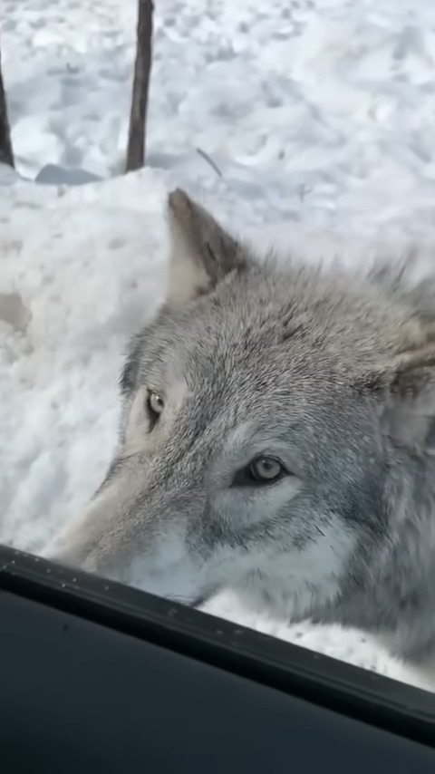 雪も積もる山道を車でドライブしていたら・・、『ある野生動物』が接近して来ましたよ！！【アメリカ・動画】